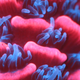 The natural fluorescence of Acropora millepora under a dissecting microscope